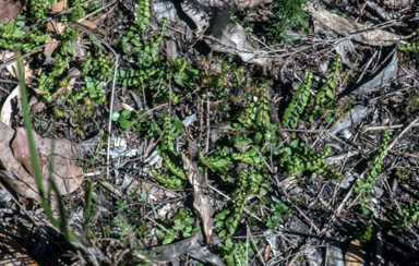 APII jpeg image of Lindsaea linearis  © contact APII