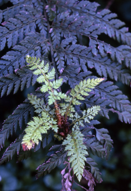 APII jpeg image of Polystichum proliferum x formosum  © contact APII