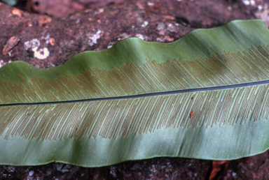 APII jpeg image of Asplenium nidus  © contact APII