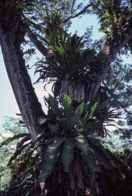 APII jpeg image of Asplenium acrobryum  © contact APII