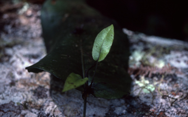 APII jpeg image of Diplazium cordifolium  © contact APII