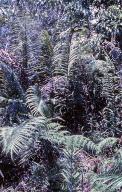 APII jpeg image of Blechnum orientale  © contact APII