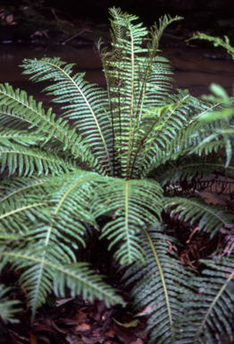 APII jpeg image of Blechnum nudum  © contact APII
