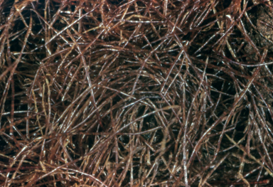 APII jpeg image of Dicksonia hieronymi  © contact APII