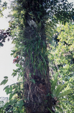 APII jpeg image of Ophioglossum pendulum  © contact APII