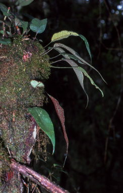 APII jpeg image of Selliguea brachylepidota  © contact APII