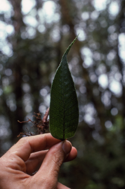 APII jpeg image of Selliguea brachylepidota  © contact APII