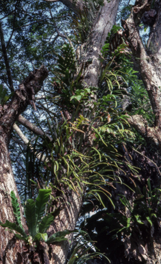 APII jpeg image of Pyrrosia longifolia  © contact APII