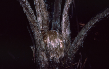 APII jpeg image of Cyathea auriculifera  © contact APII