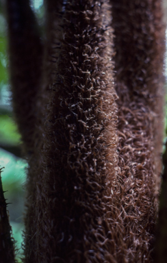 APII jpeg image of Cyathea contaminans  © contact APII