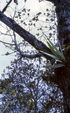 APII jpeg image of Belvisia  mucronata  © contact APII