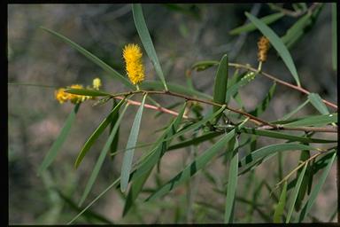 APII jpeg image of Acacia whitei  © contact APII