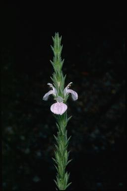 APII jpeg image of Rostellularia adscendens  © contact APII