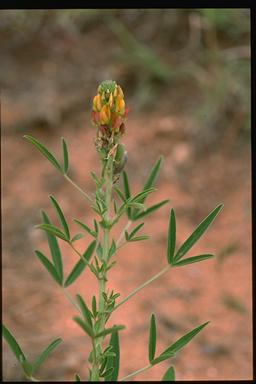 APII jpeg image of Crotalaria goreensis  © contact APII