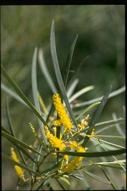 APII jpeg image of Acacia shirleyi  © contact APII