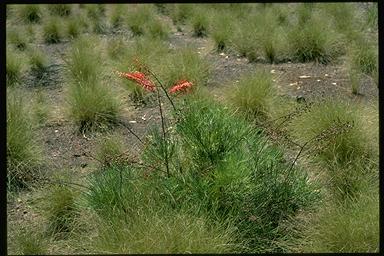 APII jpeg image of Grevillea dryandri subsp. dryandri  © contact APII