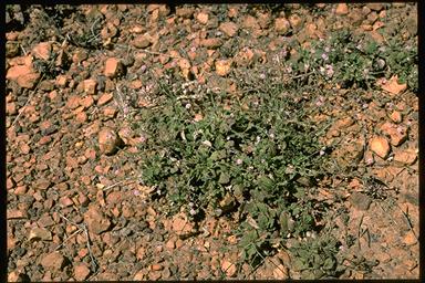 APII jpeg image of Boerhavia paludosa  © contact APII