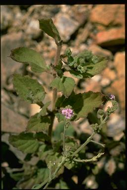 APII jpeg image of Boerhavia paludosa  © contact APII