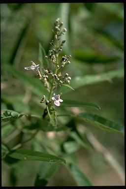 APII jpeg image of Vitex benthamiana  © contact APII