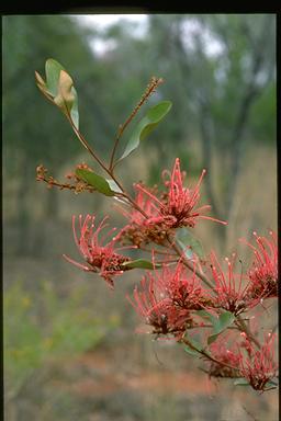 APII jpeg image of Grevillea decora subsp. decora  © contact APII