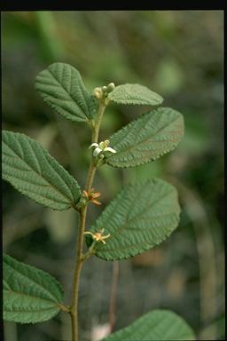 APII jpeg image of Grewia retusifolia  © contact APII