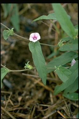 APII jpeg image of Ipomoea eriocarpa  © contact APII