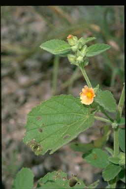 APII jpeg image of Sida cordifolia  © contact APII