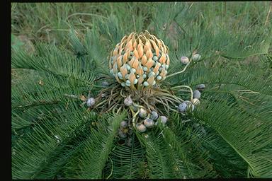 APII jpeg image of Cycas platyphylla  © contact APII