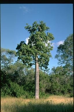 APII jpeg image of Brachychiton australis  © contact APII