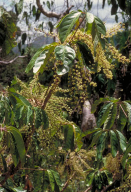 APII jpeg image of Schefflera bractescens  © contact APII