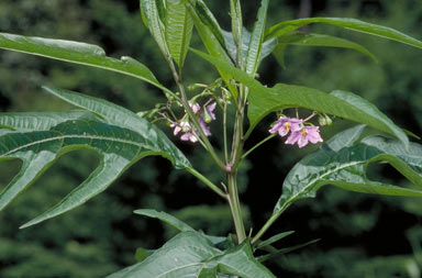 APII jpeg image of Solanum aviculare  © contact APII