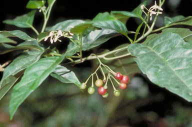 APII jpeg image of Solanum viridifolium  © contact APII