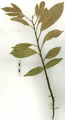 APII jpeg image of Dysoxylum pettigrewianum  © contact APII