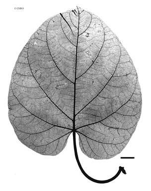 APII jpeg image of Leichhardtia velutina  © contact APII