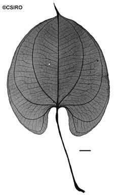 APII jpeg image of Dioscorea alata  © contact APII