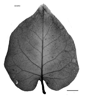 APII jpeg image of Anredera cordifolia  © contact APII