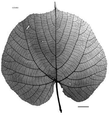 APII jpeg image of Cissus adnata  © contact APII