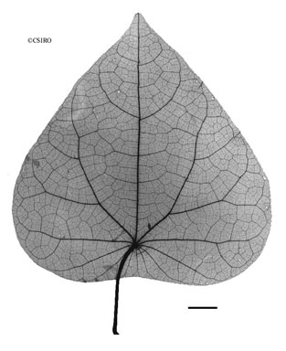 APII jpeg image of Stephania japonica var. discolor  © contact APII