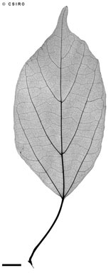 APII jpeg image of Cordia dichotoma  © contact APII