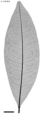 APII jpeg image of Dinosperma stipitatum  © contact APII