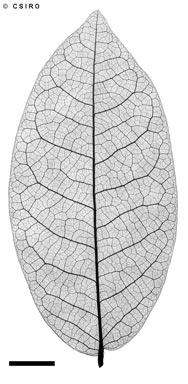 APII jpeg image of Meiogyne heteropetala  © contact APII