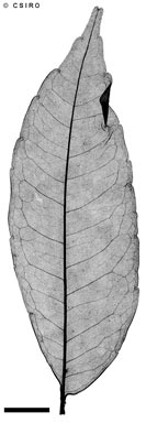 APII jpeg image of Zanthoxylum rhetsa  © contact APII