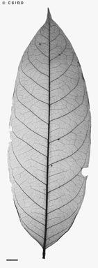 APII jpeg image of Dysoxylum pumilum  © contact APII