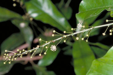 APII jpeg image of Codiaeum variegatum var. moluccanum  © contact APII