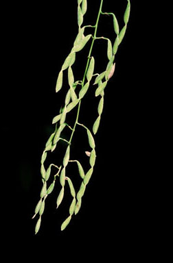 APII jpeg image of Desmodium ormocarpoides  © contact APII