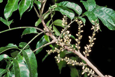 APII jpeg image of Dysoxylum pettigrewianum  © contact APII