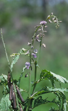 APII jpeg image of Crotalaria verrucosa  © contact APII