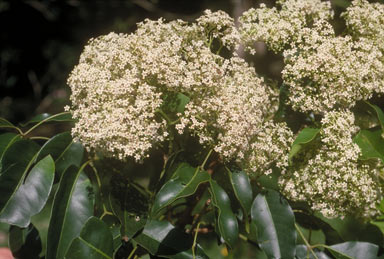 APII jpeg image of Flindersia brayleyana  © contact APII