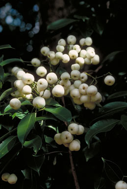 APII jpeg image of Syzygium pseudofastigiatum  © contact APII