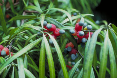 APII jpeg image of Podocarpus grayae  © contact APII